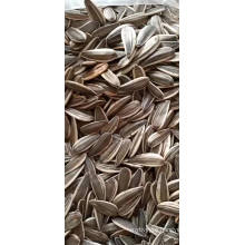 Best value for money sunflower seeds The factory price wholesale Dried Style sunflower seeds